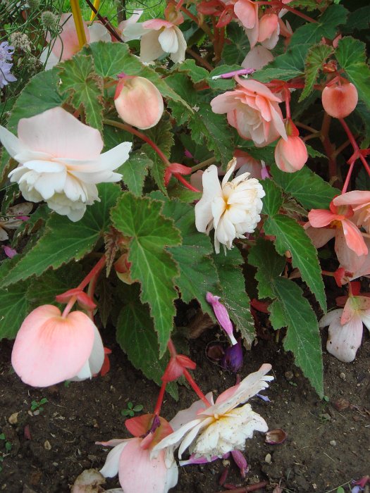 Begonia odorata